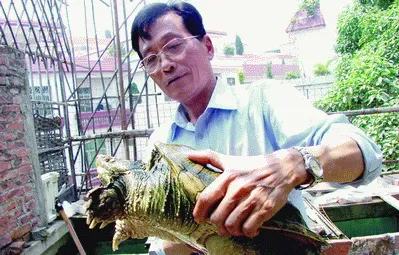40只小鳄龟可卖6000元
