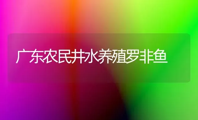 广东农民井水养殖罗非鱼 | 淡水养殖