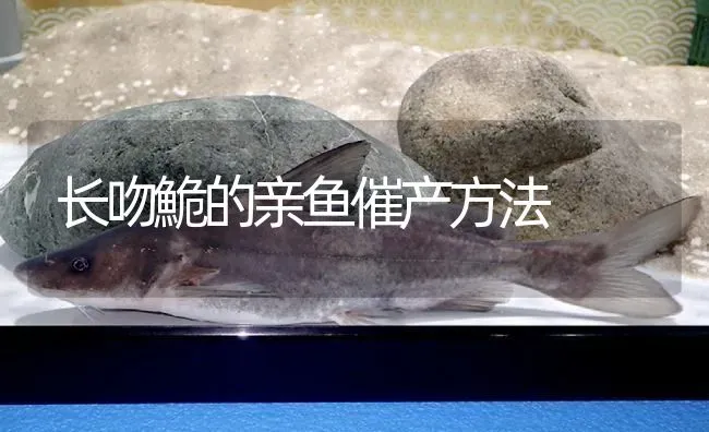 长吻鮠的亲鱼催产方法 | 淡水养殖