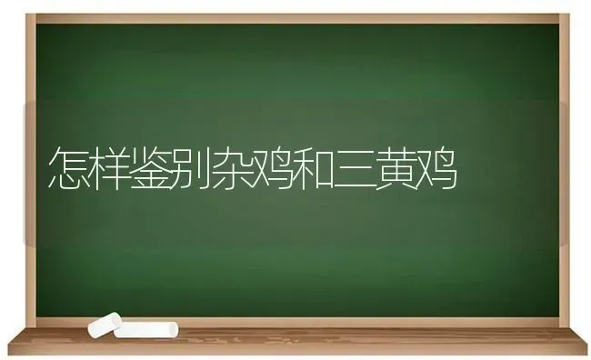 怎样鉴别杂鸡和三黄鸡 | 家禽养殖
