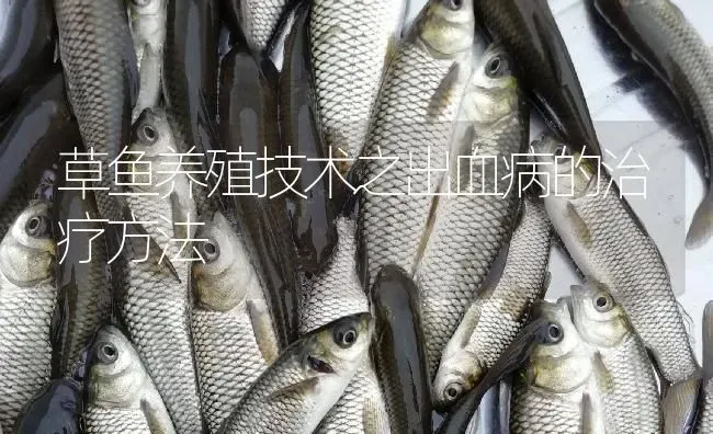 草鱼养殖技术之出血病的治疗方法 | 淡水养殖