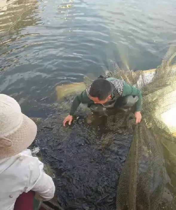 罗非鱼养殖吨料出鱼1700斤，亩利润高达17433元！