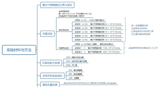 论文解读-嗜水气单胞菌感染对鲤鱼氧化应激、非特异性免疫、自噬和凋亡的影响