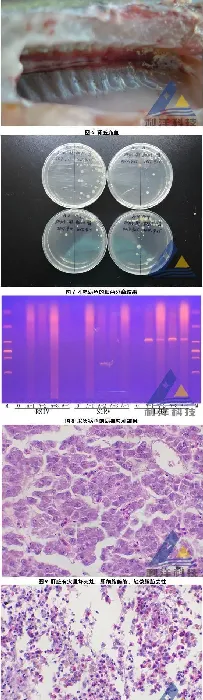 体表溃烂加州鲈检出大口黑鲈虹彩病毒