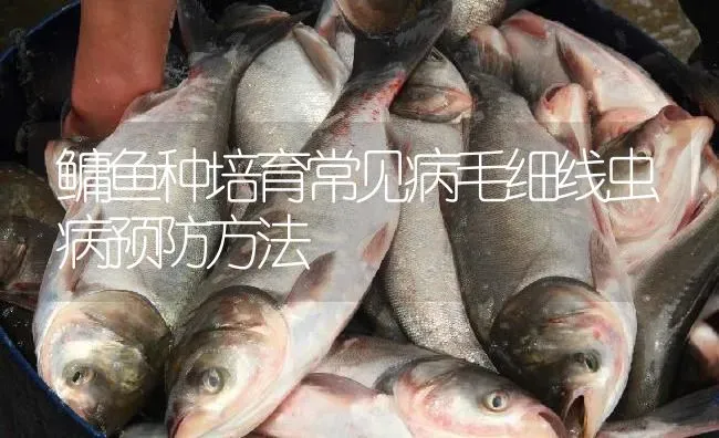 鳙鱼种培育常见病毛细线虫病预防方法 | 淡水养殖