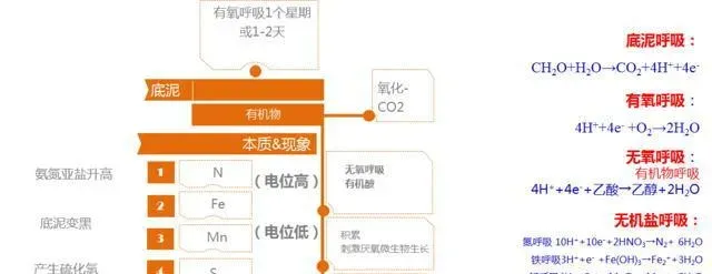 南美白对虾养殖池塘的土壤碱化处理技术