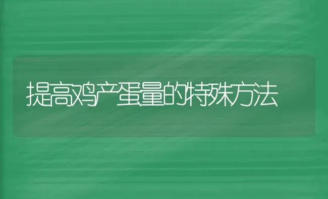 提高鸡产蛋量的特殊方法 | 家禽养殖