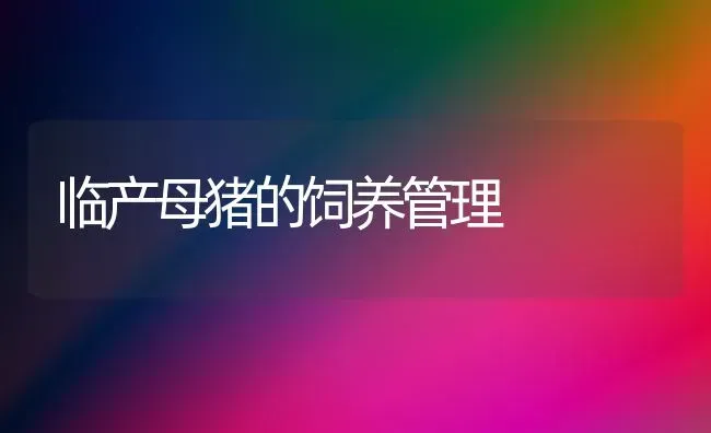 临产母猪的饲养管理 | 家畜养殖