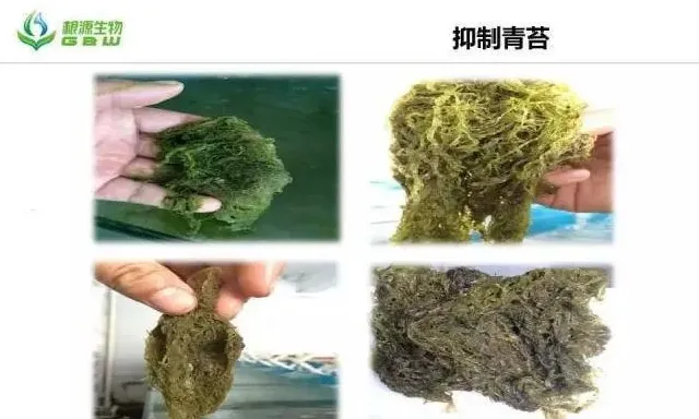 春季海参圈几种常见的控草方案效果对比