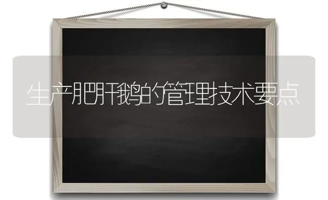 生产肥肝鹅的管理技术要点 | 家禽养殖