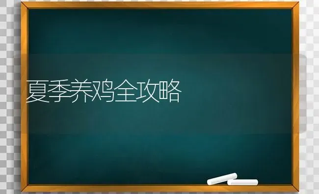 夏季养鸡全攻略 | 家禽养殖