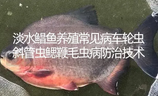 淡水鲳鱼养殖常见病车轮虫斜管虫鳃鞭毛虫病防治技术 | 淡水养殖