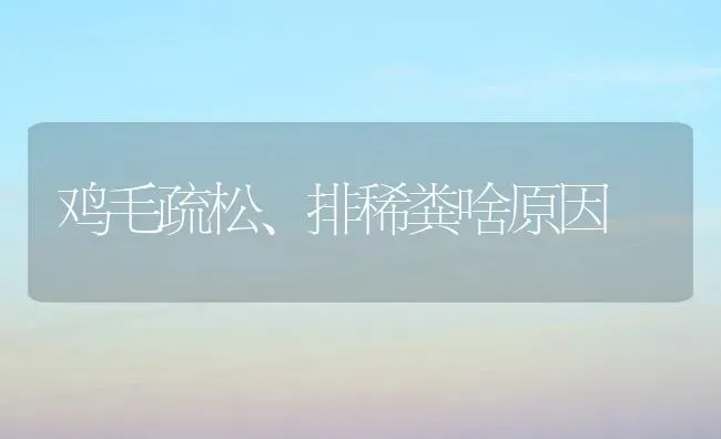 鸡毛疏松、排稀粪啥原因 | 家禽养殖