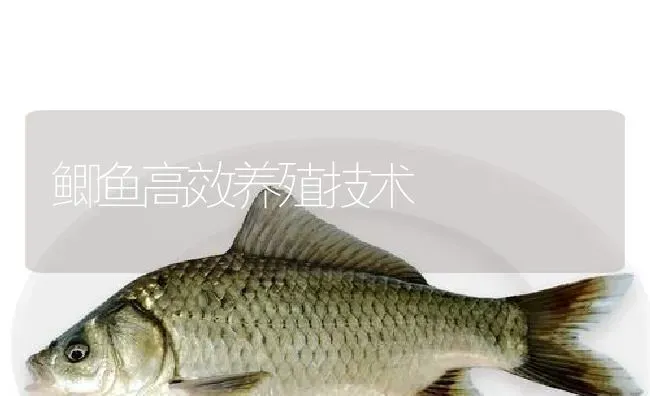 鲫鱼高效养殖技术 | 淡水养殖