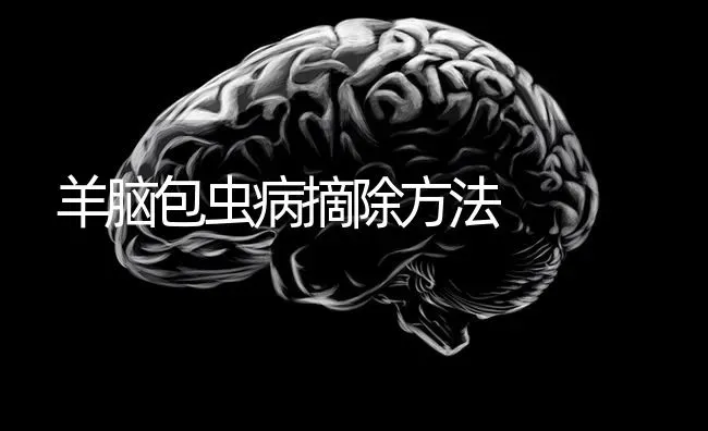 羊脑包虫病摘除方法 | 家畜养殖