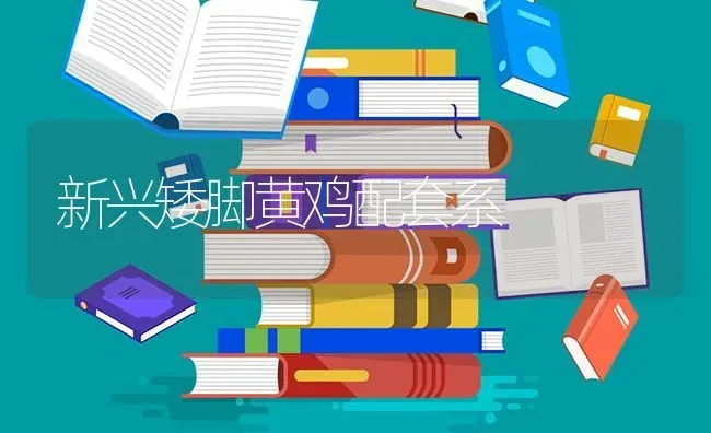 新兴矮脚黄鸡配套系 | 家禽养殖