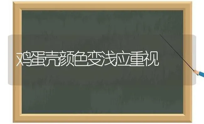 鸡蛋壳颜色变浅应重视 | 家禽养殖