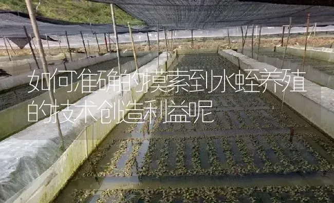 如何准确的摸索到水蛭养殖的技术创造利益呢 | 特种养殖