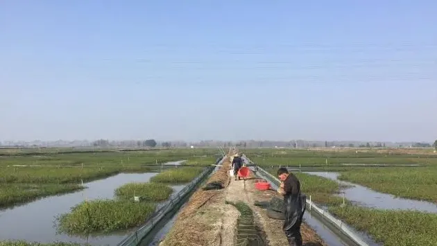 浅谈启东河蟹育苗模式与兴化育苗模式优缺点