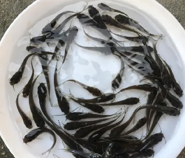 北方大棚鮰鱼苗养殖效果分享