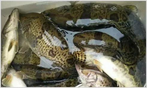 养桂鱼需要什么条件？怎么才养的好 | 动物养殖技术