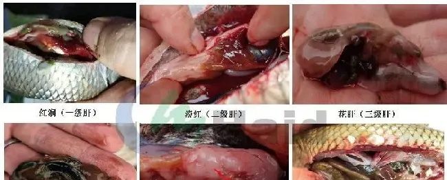 危急！一大波鱼病即将来袭，您的鱼塘顶的住吗？