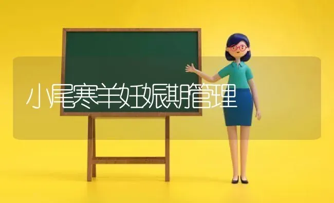 小尾寒羊妊娠期管理 | 家畜养殖