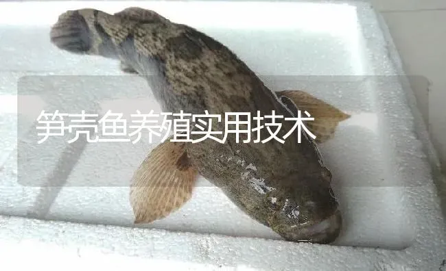 笋壳鱼养殖实用技术 | 淡水养殖