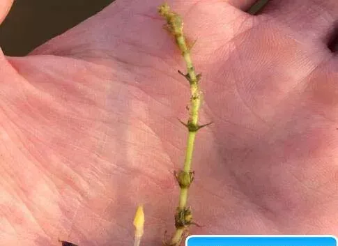 小龙虾塘水草长势不好，究竟是因为什么？