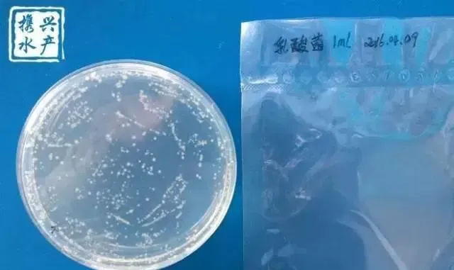 水产养殖户如何辨别优质乳酸菌和光合菌