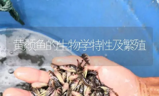 黄颡鱼的生物学特性及繁殖 | 淡水养殖