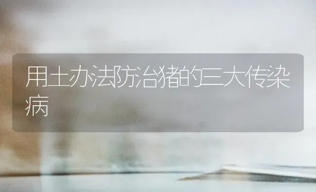 用土办法防治猪的三大传染病 | 家畜养殖