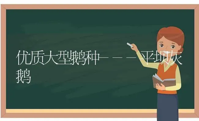 优质大型鹅种---平坝灰鹅 | 家禽养殖