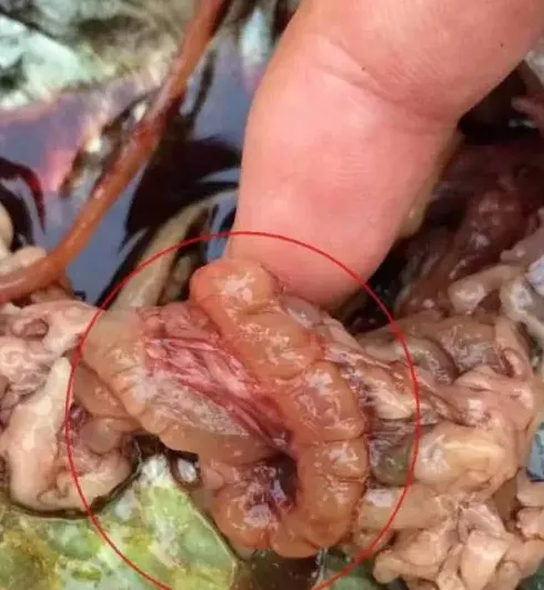 浅谈罗非鱼链球菌病的防治方法