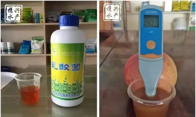 水产养殖户如何辨别优质乳酸菌和光合菌