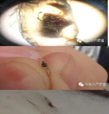 浅谈南美白对虾病综合防控防治技术