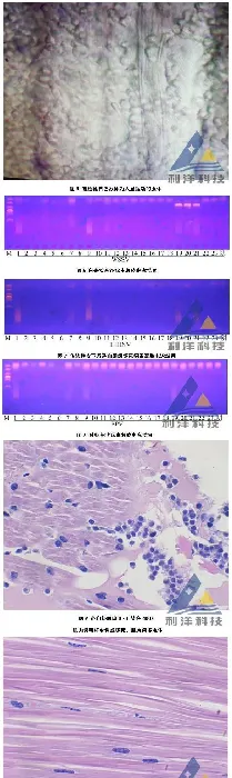 脊尾白虾感染血卵涡鞭虫游塘、死亡一例