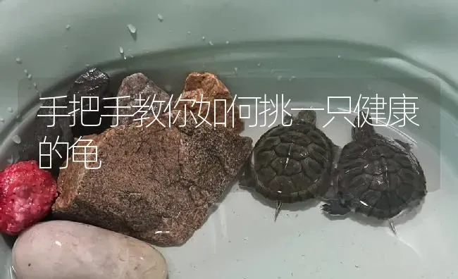 手把手教你如何挑一只健康的龟 | 淡水养殖