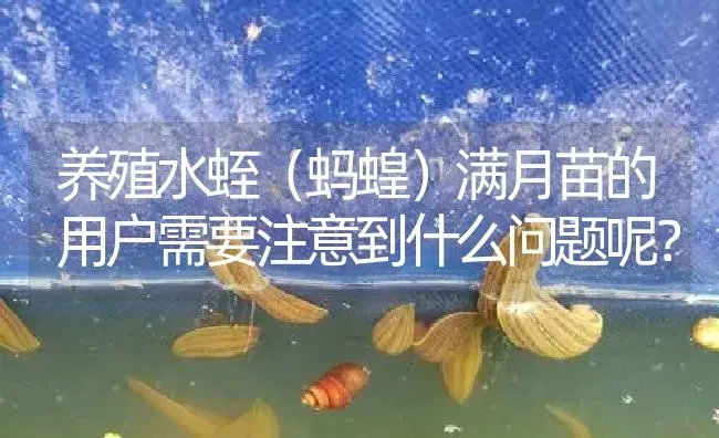 养殖水蛭（蚂蝗）满月苗的用户需要注意到什么问题呢？ | 特种养殖