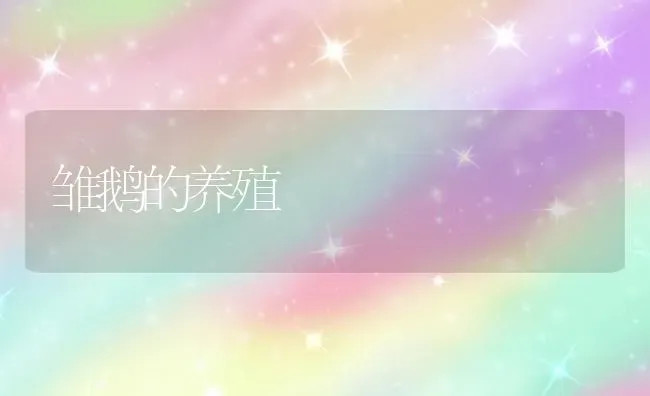 雏鹅的养殖 | 家禽养殖