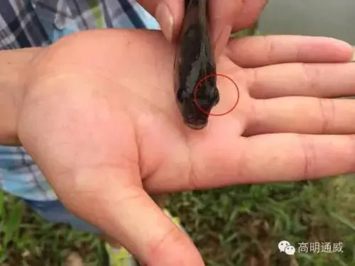 浅谈罗非鱼链球菌病的防治方法