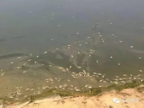 浅谈罗非鱼链球菌病的防治方法