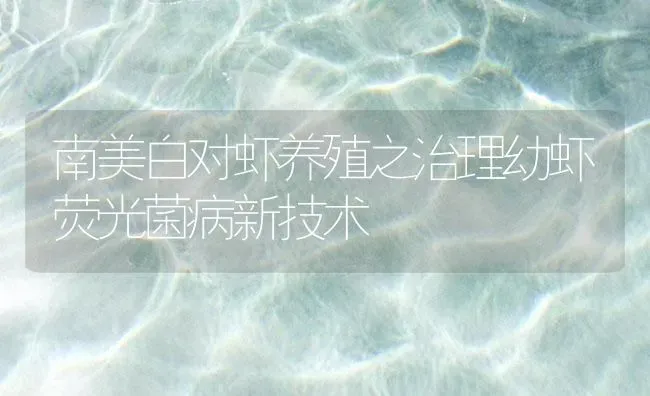南美白对虾养殖之治理幼虾荧光菌病新技术 | 海水养殖