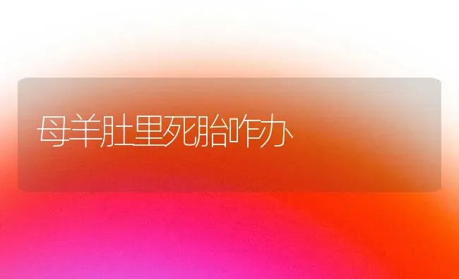 母羊肚里死胎咋办 | 家畜养殖