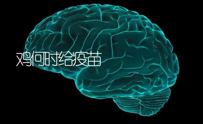 鸡何时给疫苗 | 家禽养殖