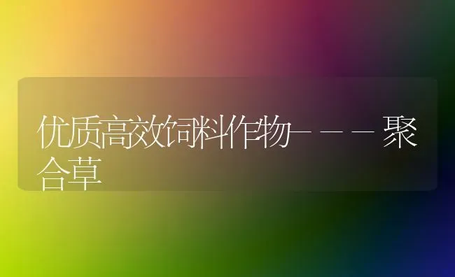 优质高效饲料作物---聚合草 | 动物养殖饲料