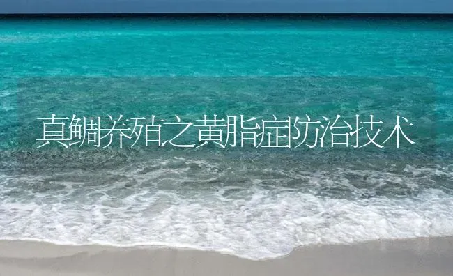 真鲷养殖之黄脂症防治技术 | 海水养殖