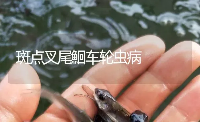 斑点叉尾鮰车轮虫病 | 淡水养殖