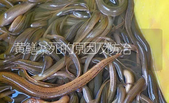 黄鳝暴死的原因及防治 | 淡水养殖