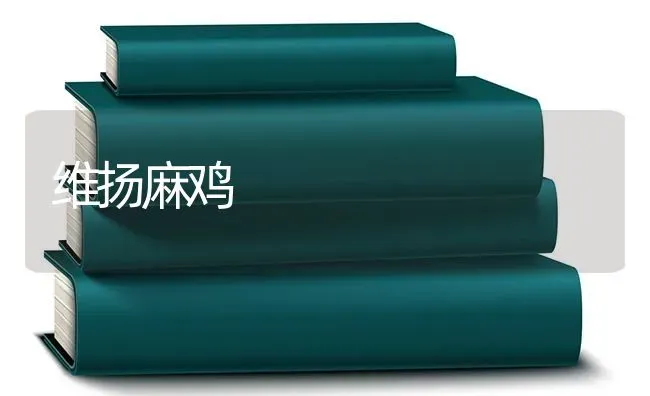 维扬麻鸡 | 家禽养殖